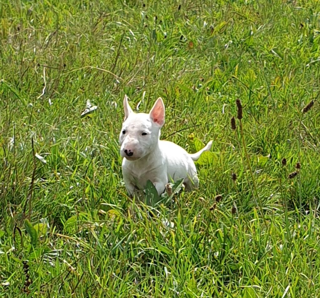 De L'Arche De Jeanne - Chiots disponibles - Bull Terrier